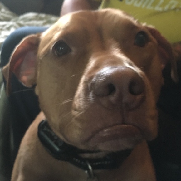 Meet your Posher, Diana - Picture 1 of 1